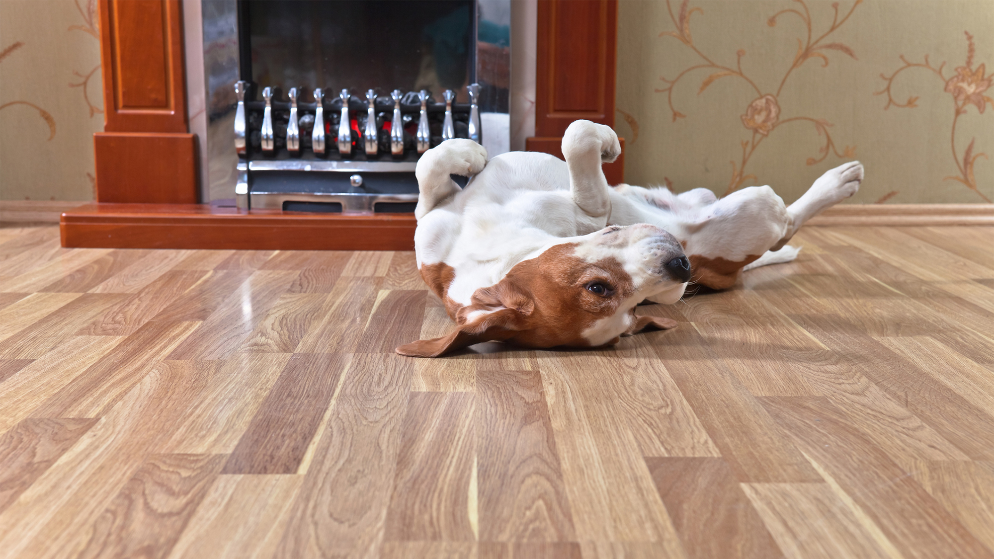 pet proof flooring living room